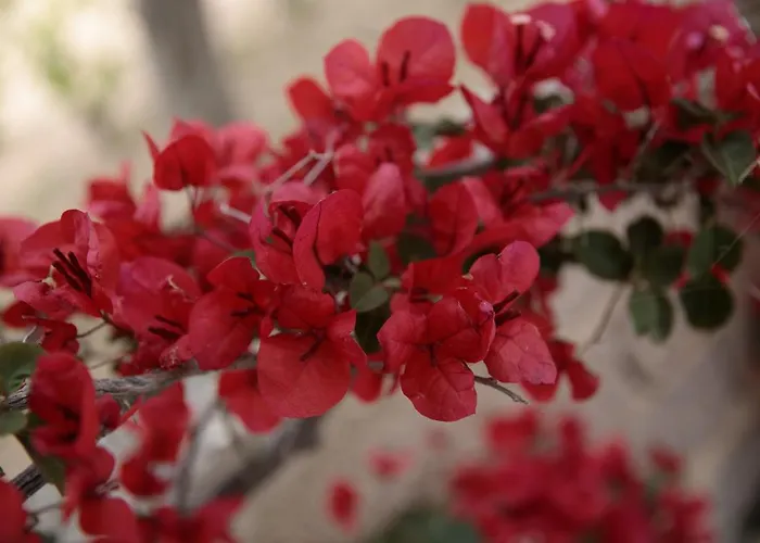 Appartement Depi's Sea Horizon